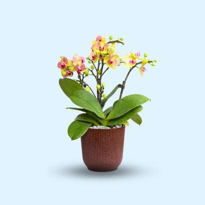 PHALAENOPSIS DBL STK TRICOLOR BIRD P3''(PGR)-三色鸟 S/O $59.90 4STK ARR. IN TW02DM PLASTIC POT DARK BROWN 15.9*14.7CM