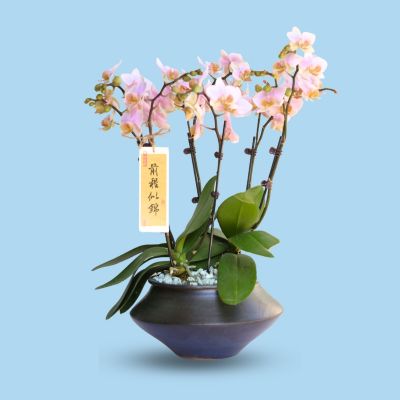 PHALAENOPSIS DBL STK TRICOLOR TURKAN-图尔坎 S/O $79.90 6STK ARR. IN CERAMIC BOWL POT ASSORTED COLOR 20X13CM 858# 混合颜色 (TB)