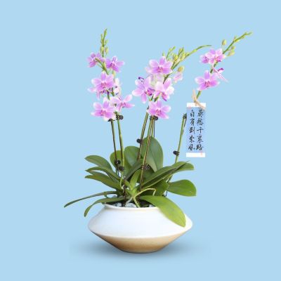 PHALAENOPSIS DBL STK WISDOM-蓝精灵 6 STK ARR. S/O $79.90 IN CERAMIC BOWL POT ASSORTED COLOR 20X13CM 858# 混合颜色 (TB)