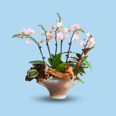 PHALAENOPSIS DBL STK TURKAN-图尔坎 6 STK ARR. S/O $99.90 IN CERAMIC BOWL POT ASSORTED COLOR L23.5X15.5CM 854# 混合颜色 (TB)