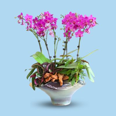 PHALAENOPSIS DBL STK BROTHER ELF-兄弟精灵 6 STK ARR. S/O $99.90 IN CERAMIC BOWL POT ASSORTED COLOR L23.5X15.5CM 854# 混合颜色 (TB)