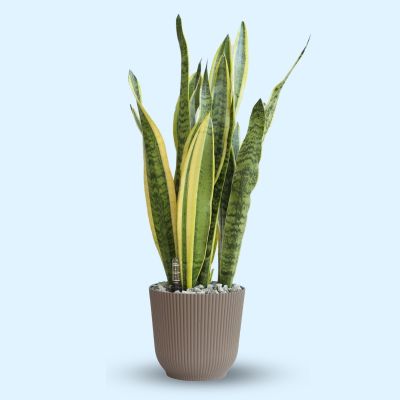SANSEVIERIA TRIFASCIATA LAURENTII P12C (IND) IN TW03 PLASTIC POT COFFEE 18.1*16.7CM