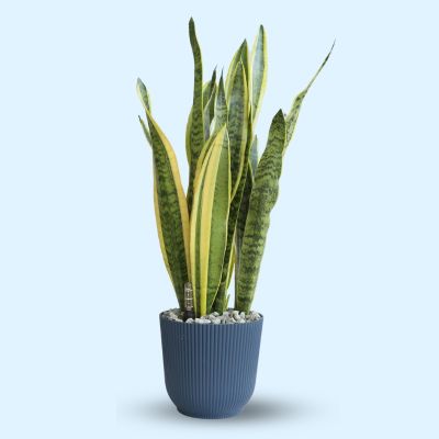 SANSEVIERIA TRIFASCIATA LAURENTII P12C (IND) IN TW03 PLASTIC POT BLUE 18.1*16.7CM