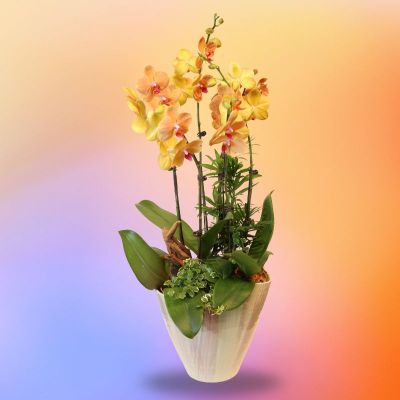 FIROSIA (MANGO MOUSSE 6 STK IN COLOURFUL CERAMIC POT)