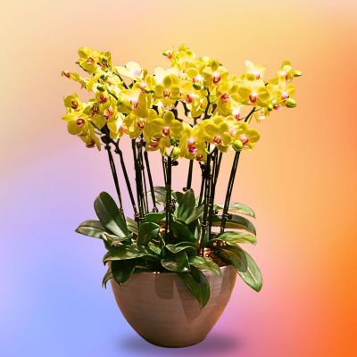 SOLARISIA (FERLA 14 STK IN ASSORTED COLOR CERAMIC BOWL POT)