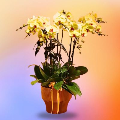 MAVIRELLE (SUNBURST 8 STK IN GOLD ROUND POT)