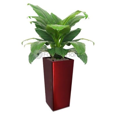 Spathiphyllum Sensation In Plantplus Pot