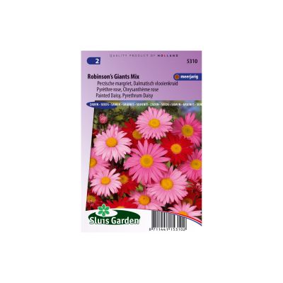 SL5310 Painted Daisy Pyrethrum Daisy Robinson's Giants Mix