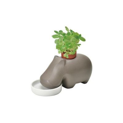 SEI-HIPPOPLANT - BROWN - APPLE MINT (PPC) - NETT