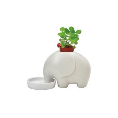 SEI-ELEPLANT - WHITE - WILD STRAWBERRY (PPC) - NETT