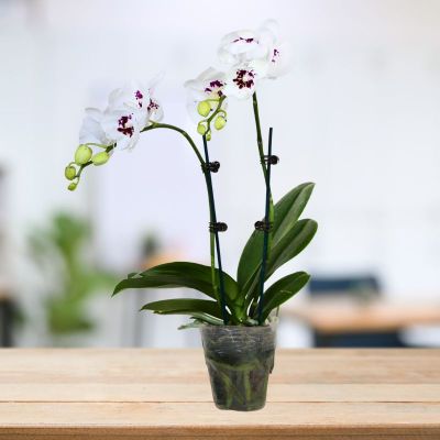 PHALAENOPSIS DOUBLE STALK SNOW BLOSSOM- 踏雪寻梅 P3'' () S/O $19.90 (AF)