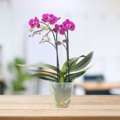 PHALAENOPSIS DOUBLE STALK MORELIA-莫雷利亚 P2.8''(P) S/O $19.90 (AF)