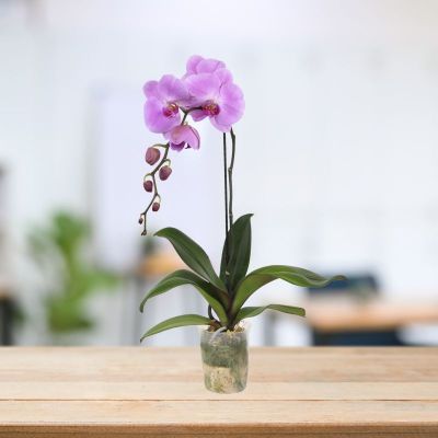 PHALAENOPSIS SINGLE STALK PINK CHAMPION-粉冠军 P3.5''(P) S/O $24.90 (AF)