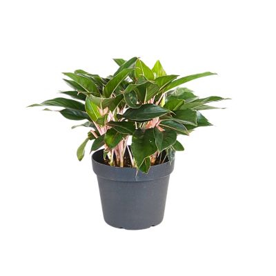 AGLAONEMA SAPPHIRE SUZZANNE P3450 GA)