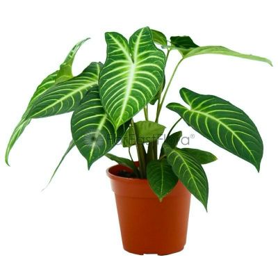 XANTHOSOMA LINDENII P17C (GA)