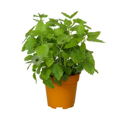 LEMON BALM P15C (PR/FN/SH)