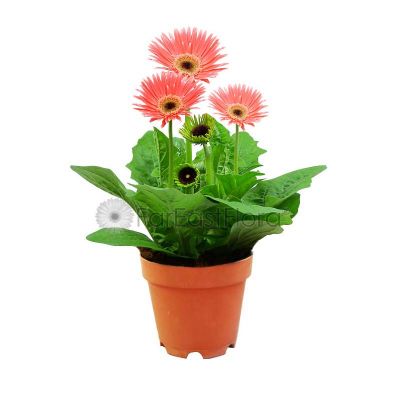 GERBERA ASSORTED P15C (SH/JH)