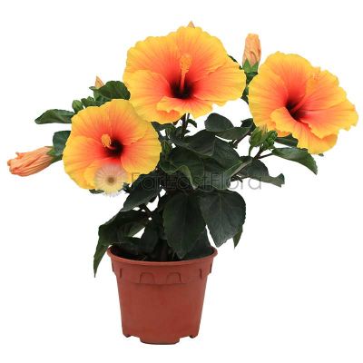 HIBISCUS ASSORTED P15C (PR)
