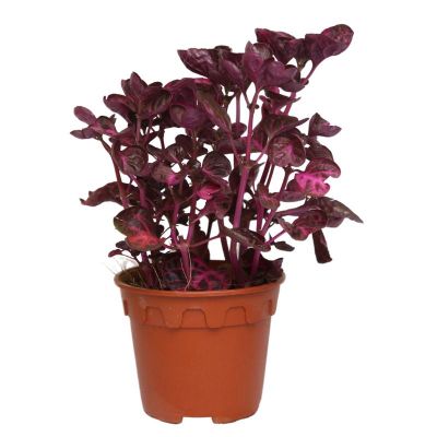 IRESINE RED P15C (JH/SH)