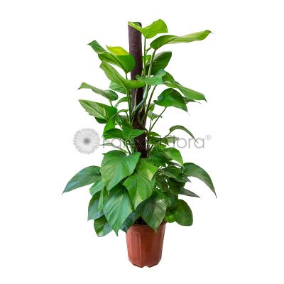 MONEY PLANT 4FT (PG/GH/PRN/PL)