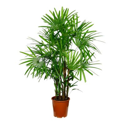 RHAPIS EXCELSA 150-160CM HT (LTK)