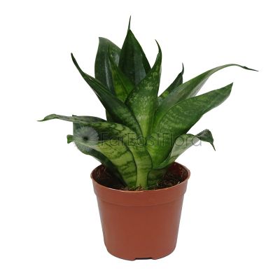 SANSEVIERIA GREEN P9C 青叶虎皮兰 (TB/AW)