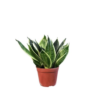 SANSEVIERIA BLACK STAR P9C-荷花兰 (TB)
