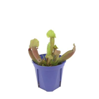 SARRACENIA ASSORTED P10.5C (YG)