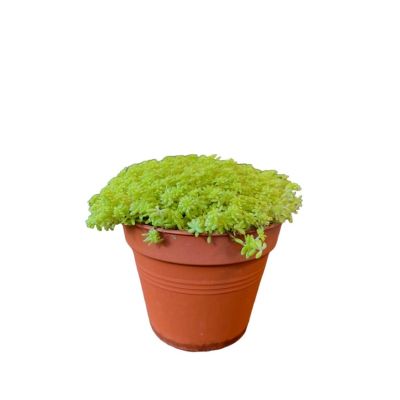 SEDUM GOLD MOSS/GRASS P10.5C (A1)