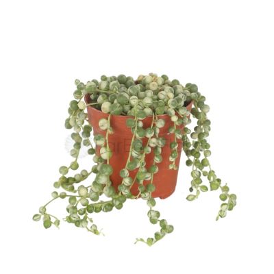 SENECIO VARIEGATED P8.5C (JH/A.I)