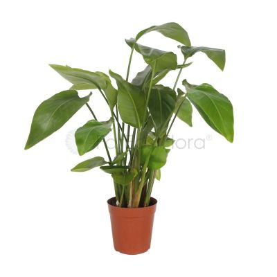 STRELITZIA NICOLAI P15C-天堂鸟 (TB)