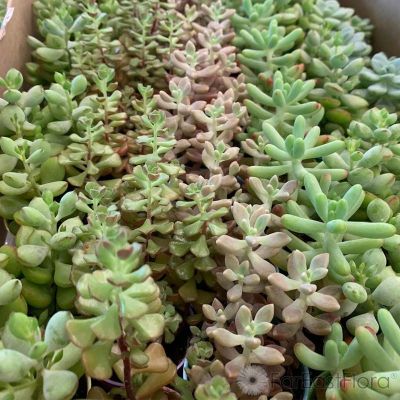 SUCCULENTS ASSORTED P5.5C (SH/FN/JH)
