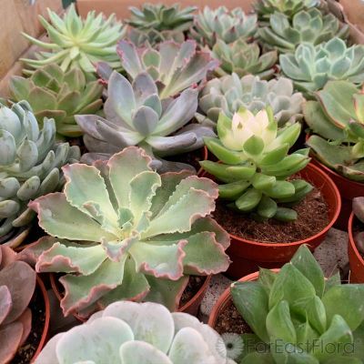 SUCCULENTS ASSORTED P8.5C (SH/FN/GF)