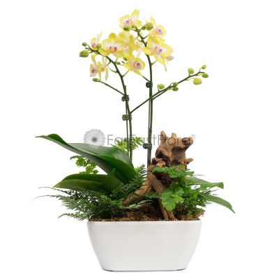 Phalaenopsis Orchid 'Yellow-Green' in HG-3198A Pot 
