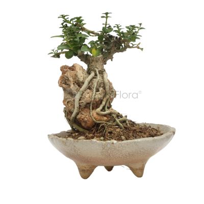 TABLE BONSAI ASSORTED (PSG)