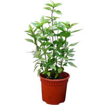 THAI BASIL P15C (PR/JH/SH)