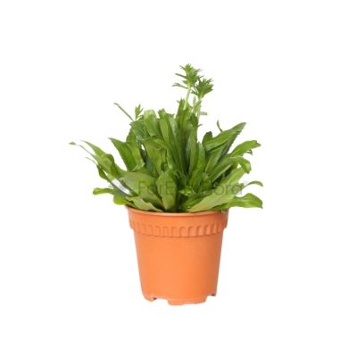 THAI CORIANDER (CULANTRO) (PR)