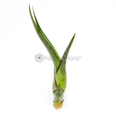 T. PSEUDO-BAILEYI Medium (Height 19 cm)