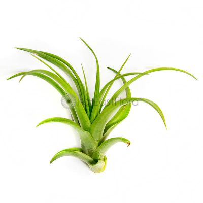 T. BRACHYCAULOS ABDITA Medium (Width 12.5 cm)