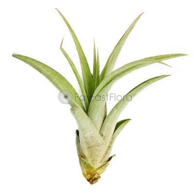 T. CAPITATA PEACH Medium (Width 12.5 cm)