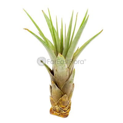 T. FACICULATA Small (Height 17.5 cm)