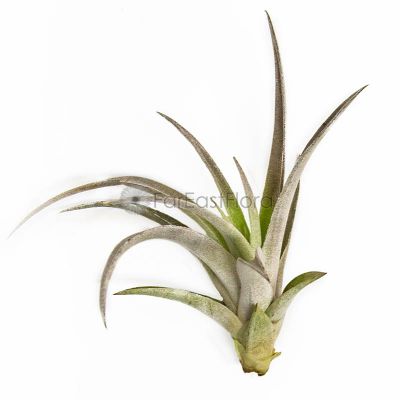 T. HARRISSII (CITES) Medium (Width 12.5 cm)