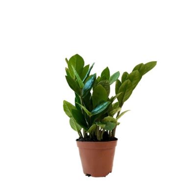 ZAMIOCULCAS ZAMIIFOLIA P9C-金钱树 (TB/AW)