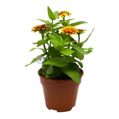 ZINNIA 8X8 /P15C (YX)